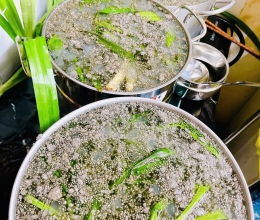 Nha Đam Hạt Chia LÁ DỨA Đường Phèn